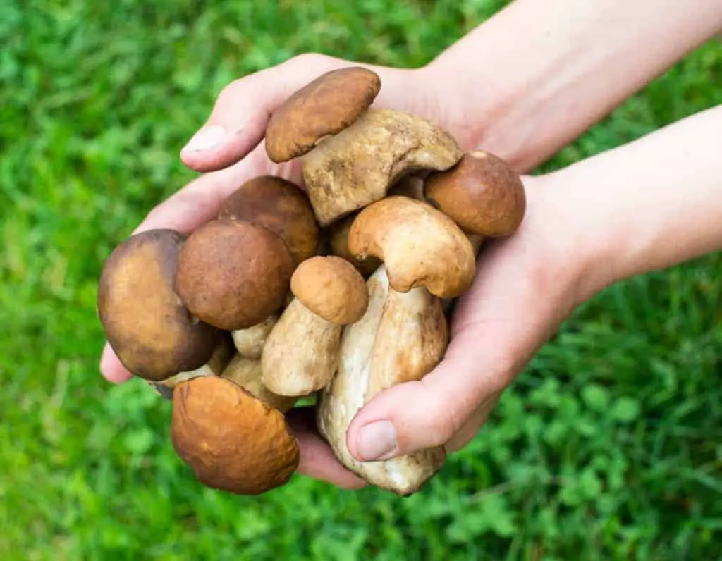 Handful of mushrooms from urban foraging