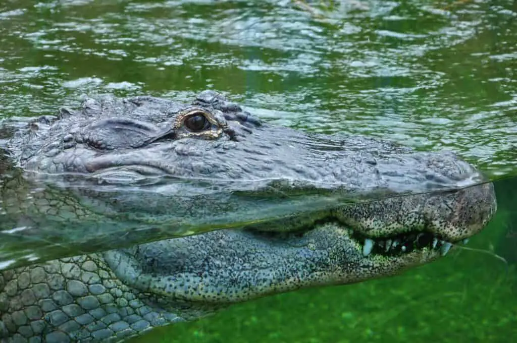 Aligator lurking in water, ready to attack
