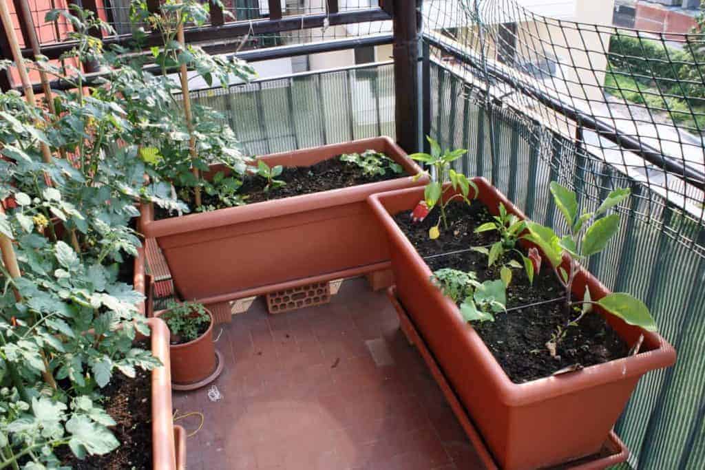 Vegetables growing on the balcony of an urban survival garden