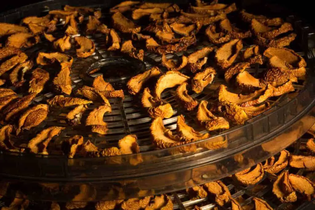 Dehydrated apples in a survival food dehydrator